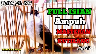 Suara Burung Kutilang Gacor Full Isian, masteran kutilang isian mewah