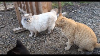 Stray cats loitering on a park bench for cherry blossom viewing　20240329