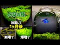 【水草の種 放置して1カ月】水草の種＋100均ボトルで作った【水草の絨毯ボトルアクアリウム】その後/ベタ飼育