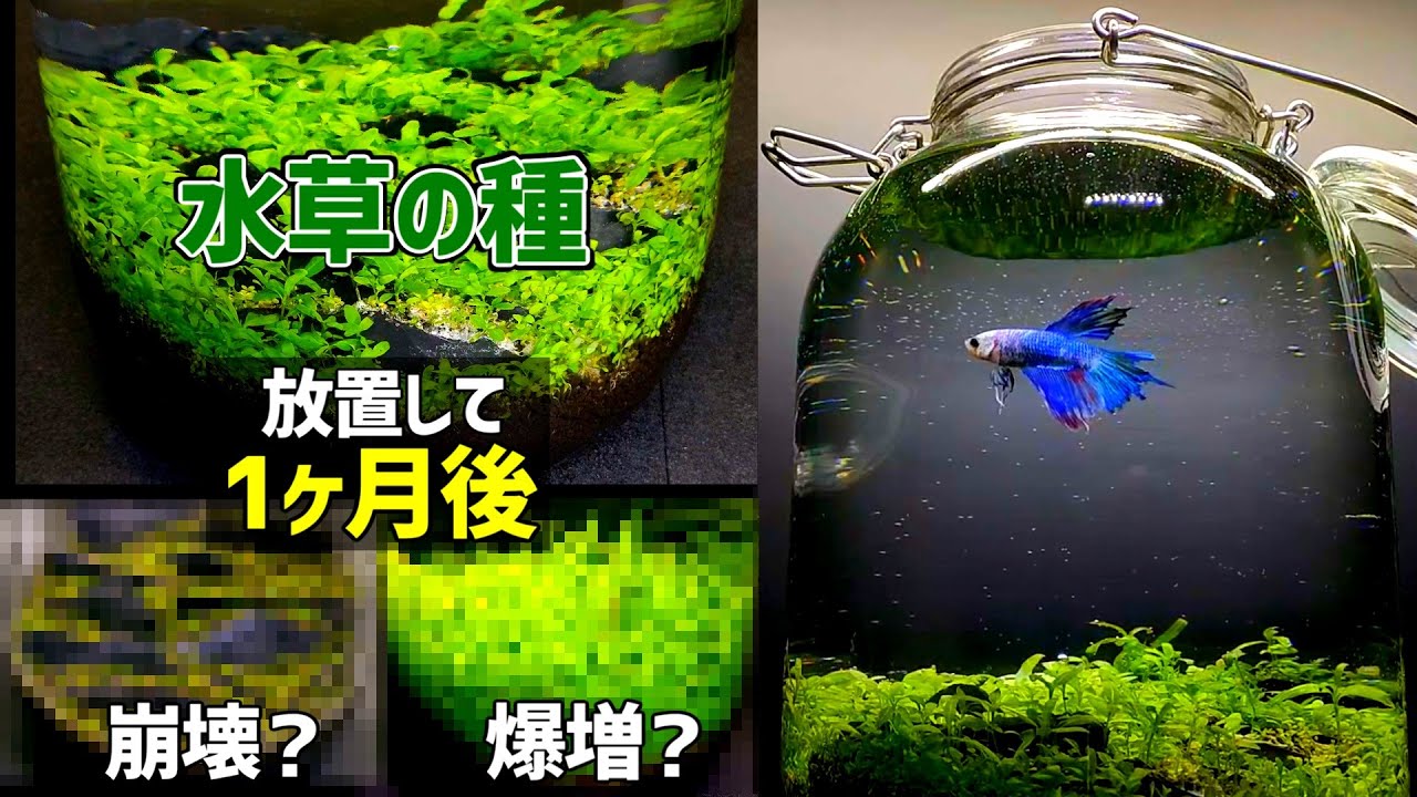 【水草の種 放置して1カ月】水草の種＋100均ボトルで作った【水草の絨毯ボトルアクアリウム】その後/ベタ飼育