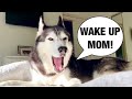 My husky does this every morning