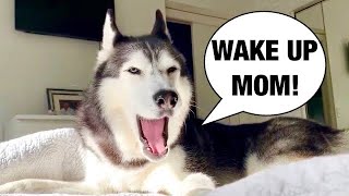 My Husky Does THIS EVERY Morning!