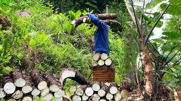 Harvest Giant Taro Roots Bring to the Market to Sell_ Gardening and Planting Peanuts | Ly Thi Ca