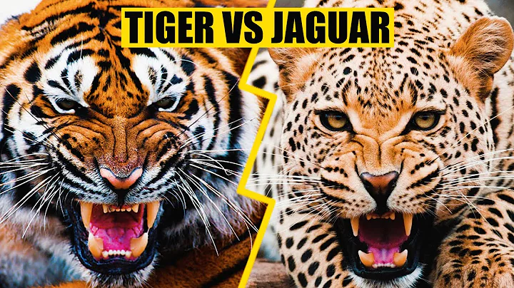 TIGER VS JAGUAR - Who is The Real King of The Jungle?