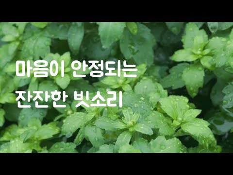 🌿(1시간)깊은 잠을 부르는 차분한 빗소리| 불면증 수면유도 insomnia sleepasmr rainsoundforsleep