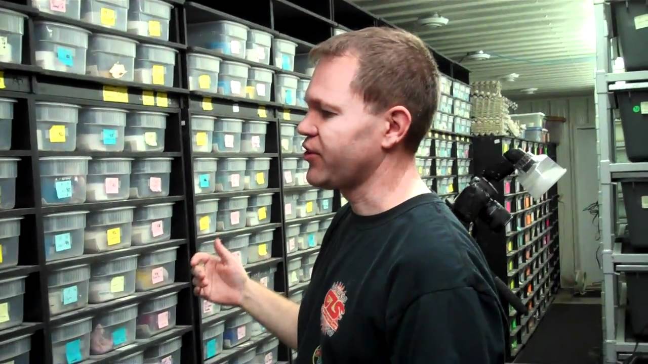 Gecko Photography 101 - Leopard Geckos!