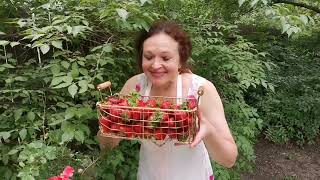 Strawberry jam in the garden