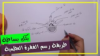 طريقة رسم الفقرة العظمية  - أحياء الصف الثالث الثانوي