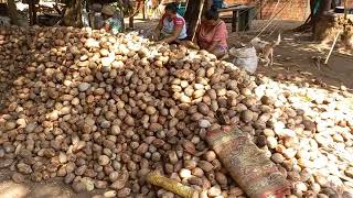 17/10/23. Mutirão na quebra do coco babaçu na Trizidela povoado Cocos do Heliodoro.