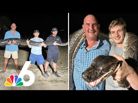 Check out the second-heaviest python ever caught in Florida