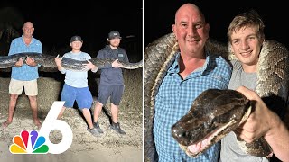 Check out the second-heaviest python ever caught in Florida