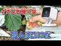 【映像有り】イチゴを食べる犯人はこいつだ！