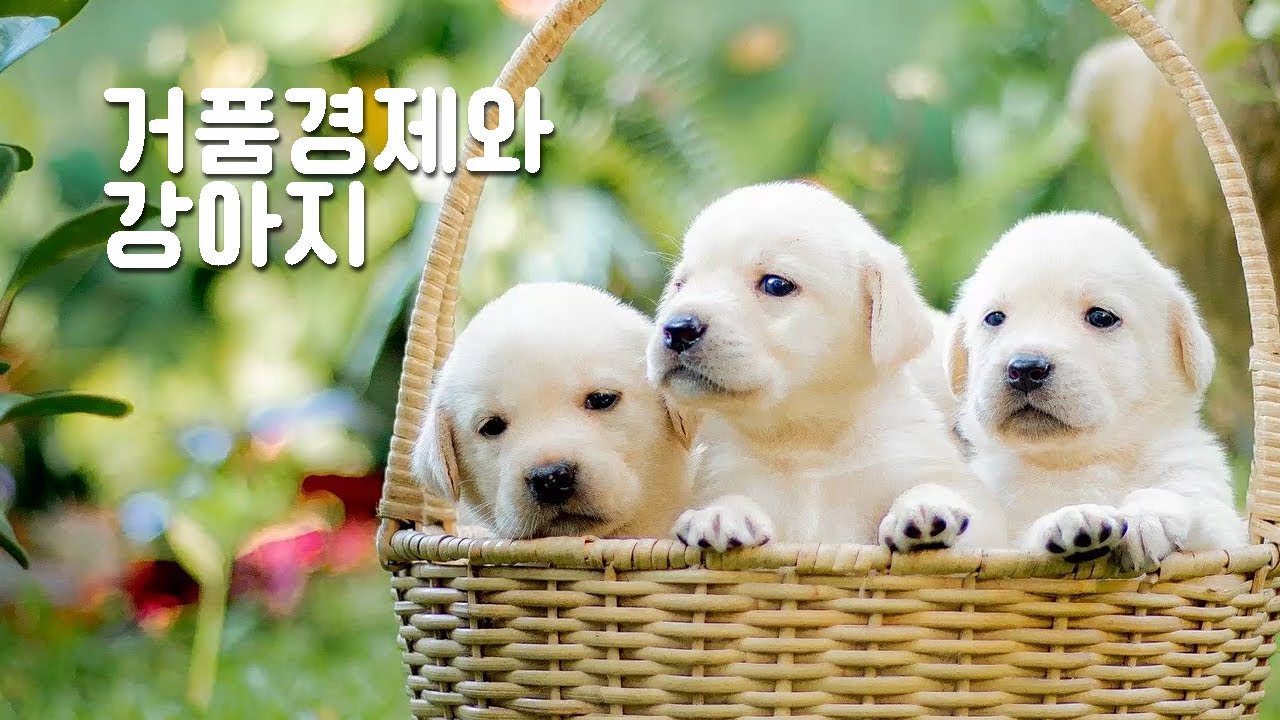 거품 경제 시대의 강아지,애완동물,유기,파양The relationship between the economy and dogs