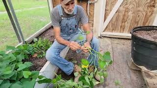 Unlock The SECRETS to Growing Sweet Potato Slips! by Deep South Homestead 9,479 views 1 day ago 21 minutes