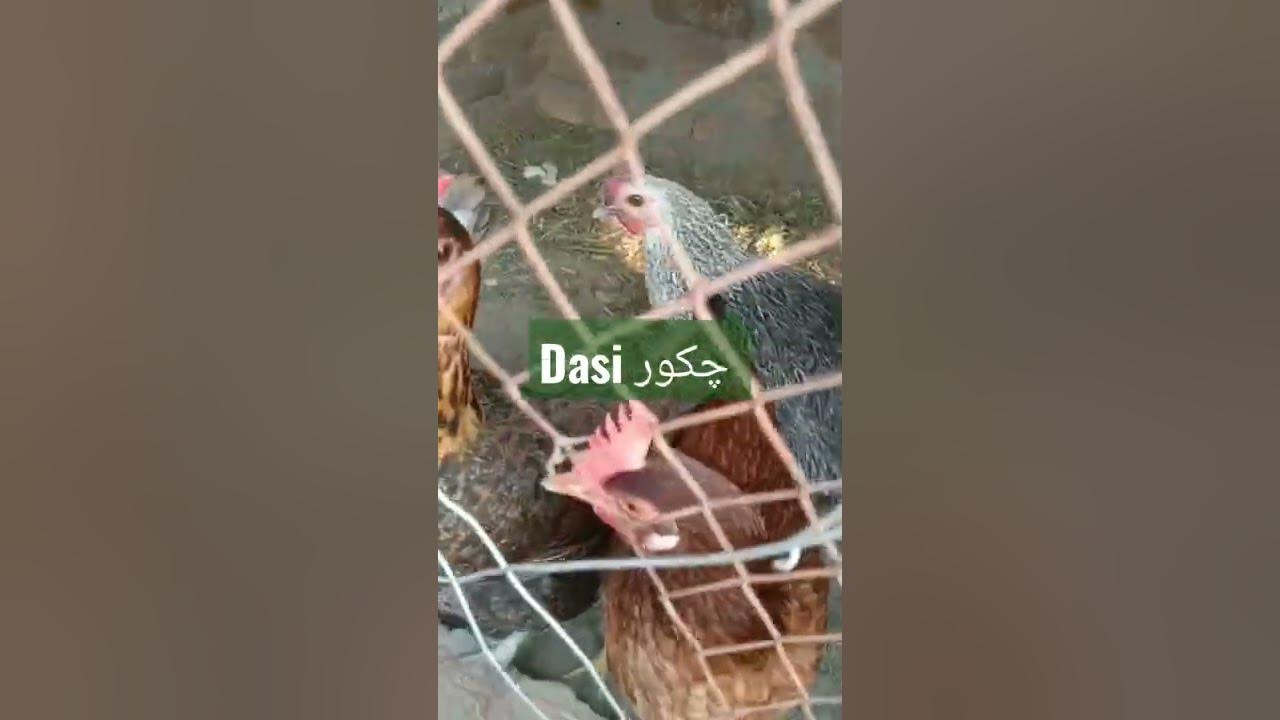 دیسی چکوری - YouTube