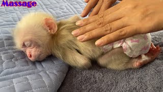 Mother massages baby monkey Abi