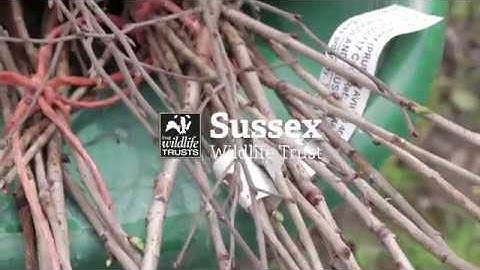 Tree Planting as Natural Flood Management