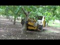 Walnuts in California - Orchard and Harvest