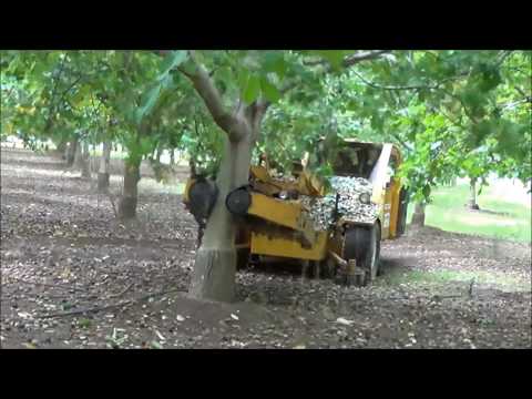 Thumbnail for Walnuts in California - Orchard and Harvest
