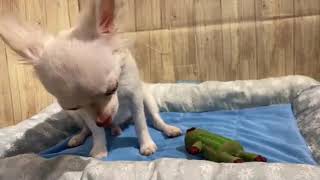 Coo&Riku　No488601 チワワロングコート