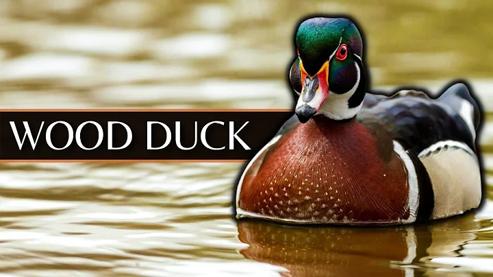 The Wood Duck: One of the Most Unique Ducks You'll Ever See - DayDayNews