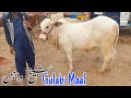 Sheikhwan Cow Mandi|Gulabi Maal|