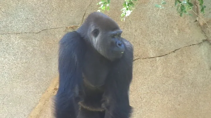 Gorilla Winston family 　ゴリラ🦍　ウィンストン家族　San Diego Safari Park