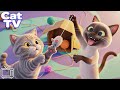 Cat TV Cartoon For Cats To Watch Entertainment Videos For Cats Cat Cartoons With Calming Music 