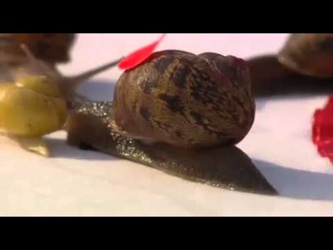 ინგლისში ყველაზე სწრაფი ლოკოკინა გამოავლინეს