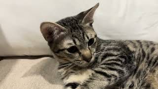 A few seconds with this tabby will brighten your day 