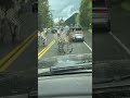 Zebras Run Wild Near Washington Interstate