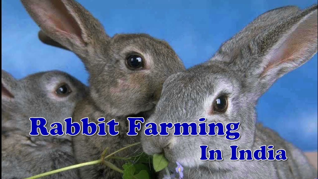 rabbit farming business plan in india