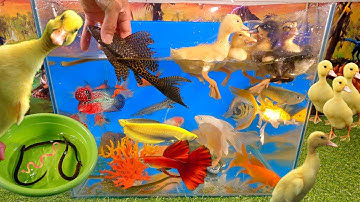 Tổng hợp video cá cảnh đẹp, động vật dễ thương, 5 chú vịt, cá rồng, cá la hán, cá tàu ngầm, cá vàng