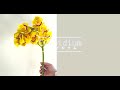 Cymbidium -Today's Flower-                            ⚫︎Mar.03.2022⚫︎
