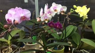 Small update on my Millennium  magic witchcraft orchid and other blooms
