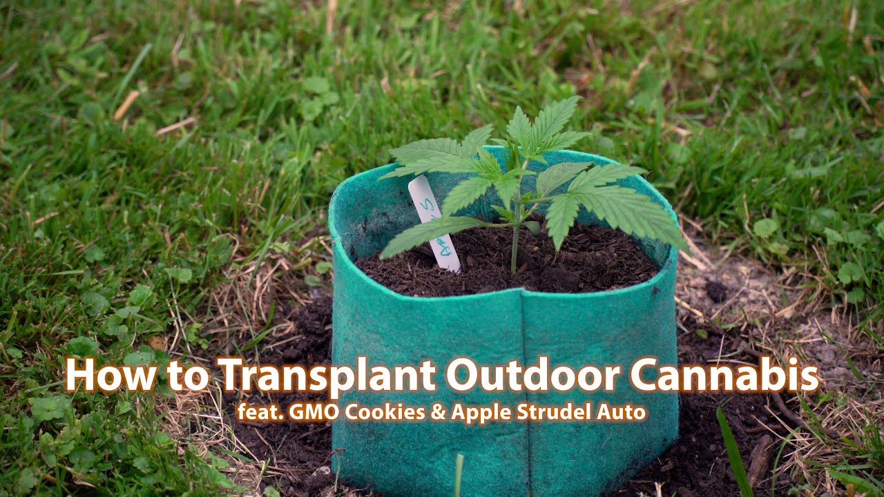Grow With Dread - Transplanting Outdoor Cannabis - GMO Cookies & Apple Strudel Auto