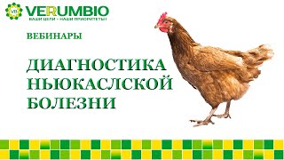 ОСОБЕННОСТИ ДИАГНОСТИКИ НЬЮКСЛСКОЙ БОЛЕЗНИ