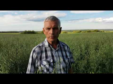 Видео: Сколько воды нужно для выращивания овса?