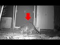 暗視カメラが捉えた特大アライグマが捕獲される瞬間！【トレイルカメラ】Racoon Lifted The Lid With His Butt And Was Trapped !!