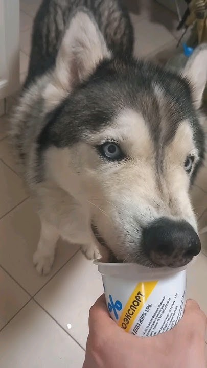 Хаски ест сметану #животные #dog #animals #лучшее #мемы #приколы #хаски ...