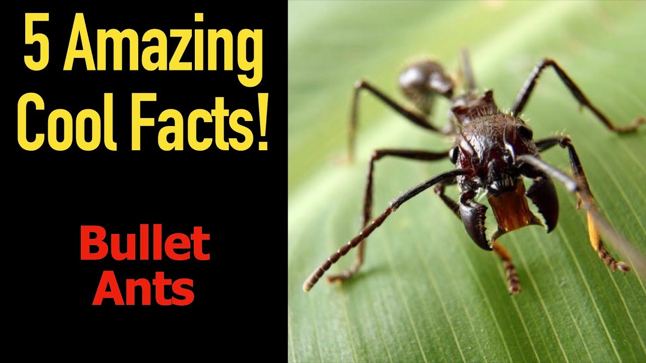 5 Fascinating Facts About Bullet Ants YouTube 5-fascinating-facts-about-bullet-ants-youtube
