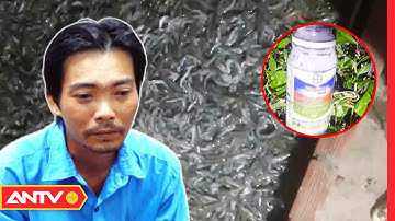Cà Mau: Uất Ức Vì Mâu Thuẫn, Ném Thuốc Trừ Sâu Đầu Độc Đầm Tôm Của Chủ | Tin Tức 24h | ANTV