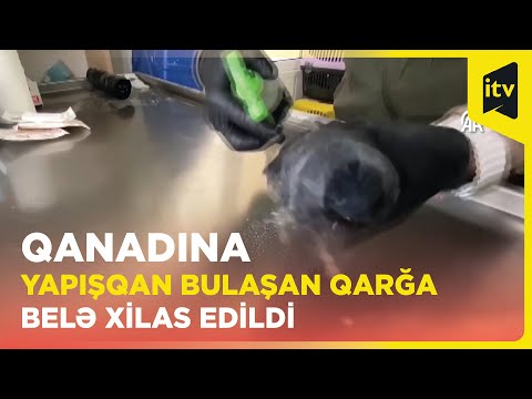 Qanadına yapışqan bulaşan qarğa təbiətə buraxıldı | Türkiyə