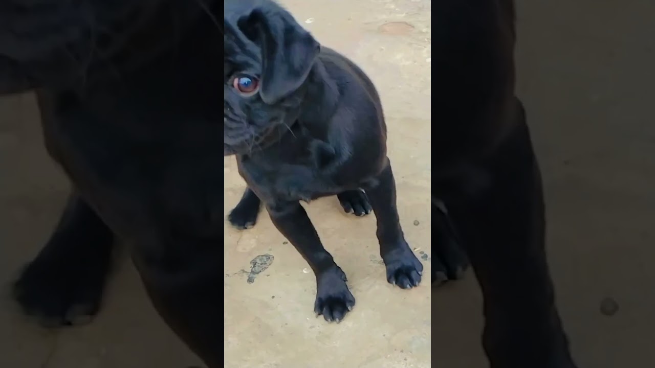 black pug small cute dog 