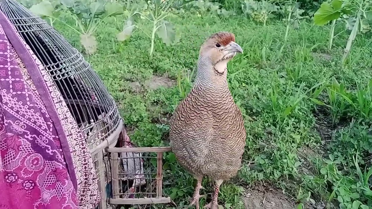 Full Video of partridge From Laying Eggs to hatching | Teetar Breeding 
