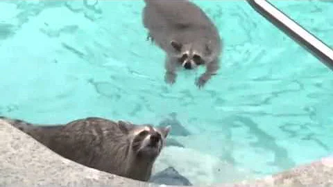 Waylon and Willie raccoons swim and play