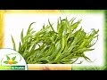 el estragon - plantas medicinales y para que sirven