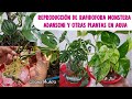 Sección | REPRODUCIÓN DE RAFIDOFORA Y MONSTERA ADANSONI y otras  PLANTAS EN AGUA/Liliana Muñoz