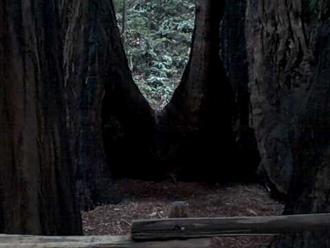 kairos milano Conjoined Trees in Muir Woods
