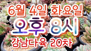 6월4일_화요일_오후8시_🔴강남다육🔴 #다육이 #명품창 #다육이추천